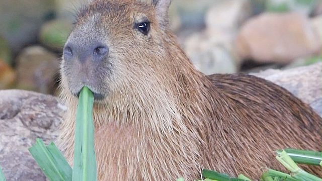 一天到晚嘴也不闲着