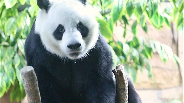 魔童降世，星愿你不乘哦