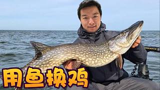 【爐石瓦莉拉】銅須是金的 魚人是帶毒的 瓦的操作你是看不懂的