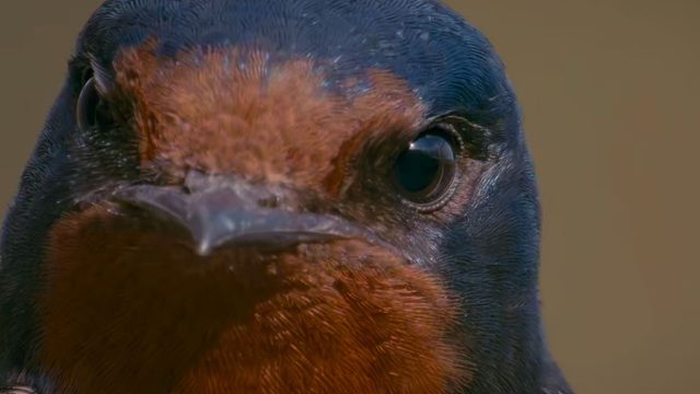 燕子，一场一万两千六百公里的约定（独白）