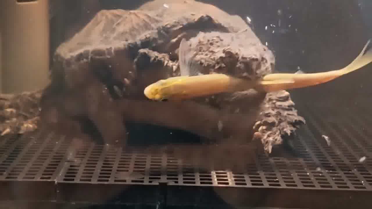 鳄龟的撕碎猎物