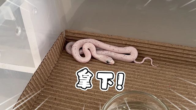 等等党的胜利！去年玉米蛇高价神物今年被我半价拿下