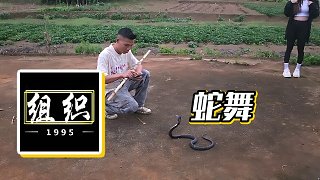 【小酷】蛇舞