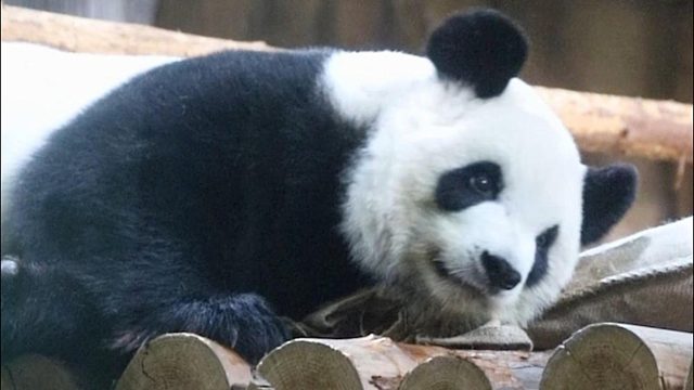 让我们一起摇摆~