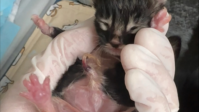 我的小猫一眨眼就长大了