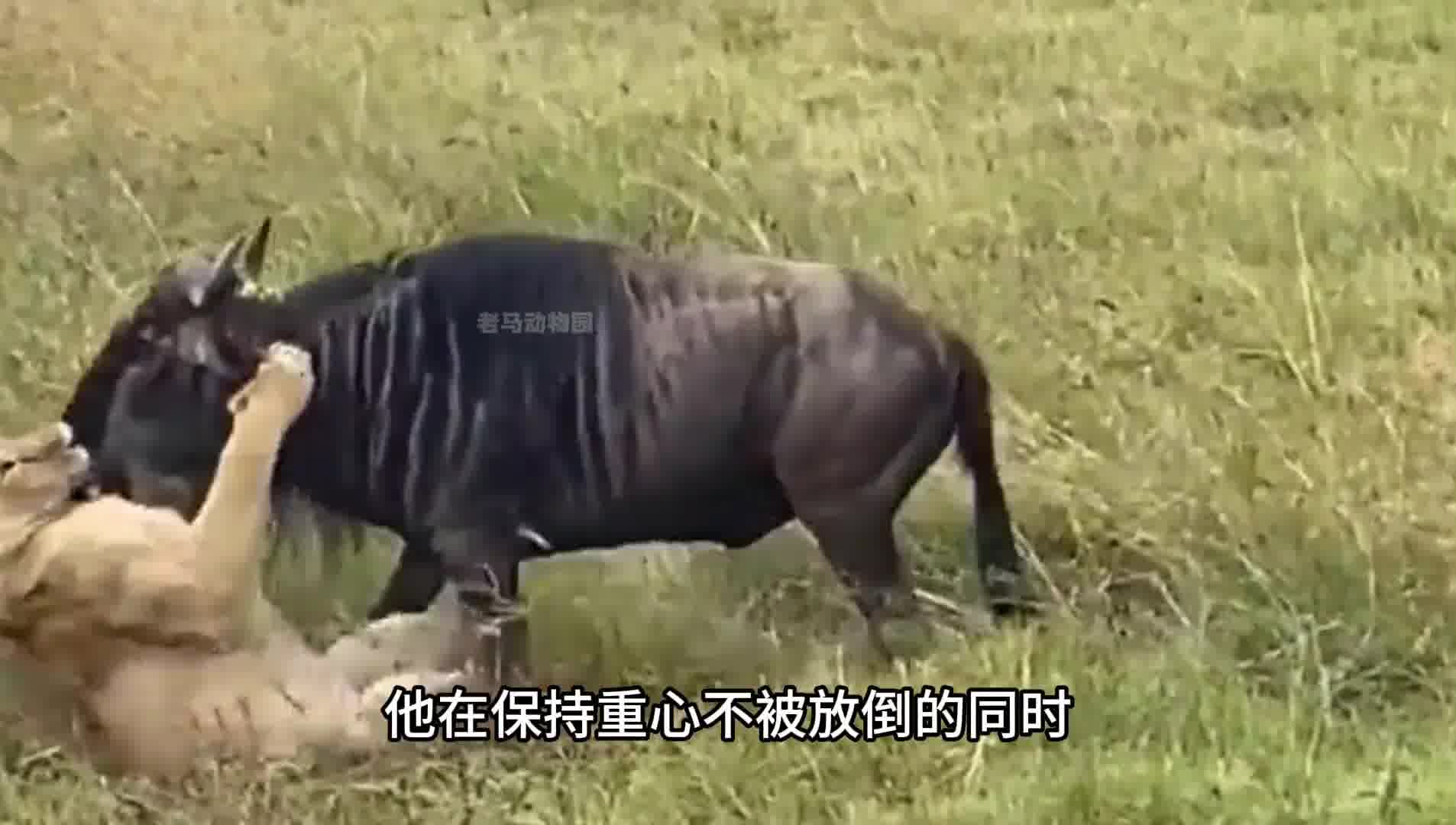 强悍母狮与六百多斤成年角马发生激战