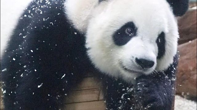 一脸乖巧地搞破坏