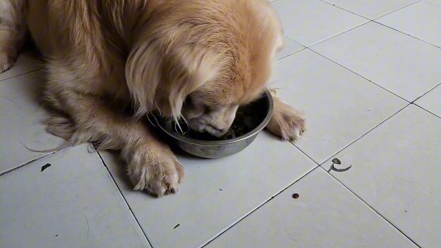 哈瑞吃狗粮也好萌