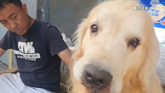 黏人的哈瑞宝宝