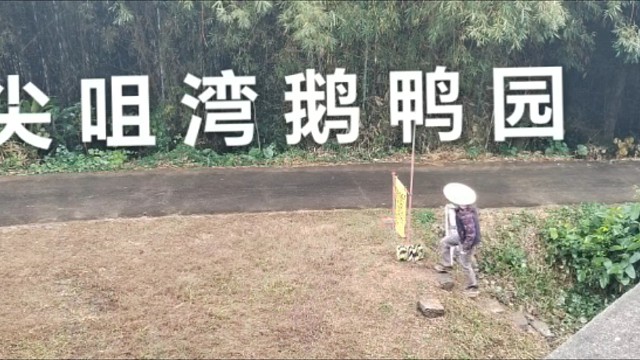 尖咀湾鹅鸭园