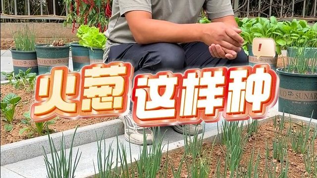 火葱这样种出苗又快，长的还好