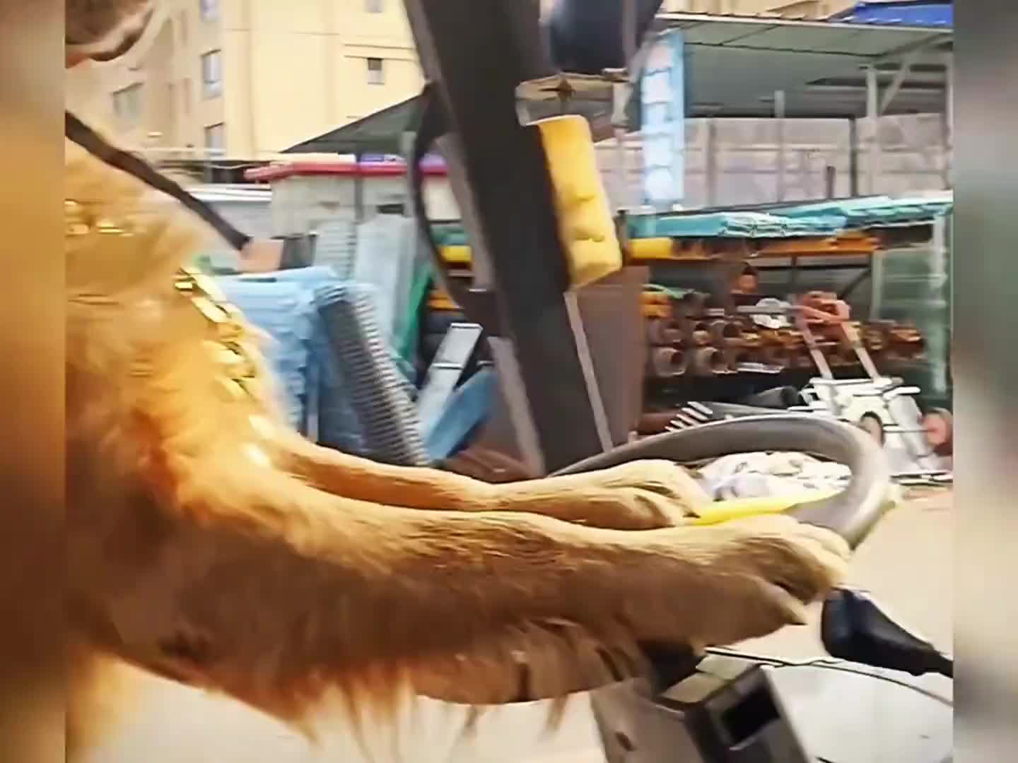 动物喝醉后的样子