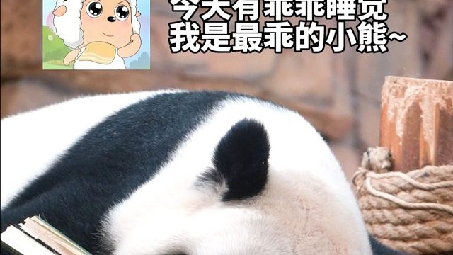 是乖乖睡觉的小熊