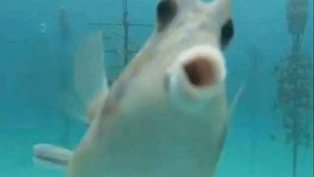 角箱鲀：海洋里怎么有这种欢呼雀跃的小可爱？