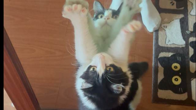 小猫日常