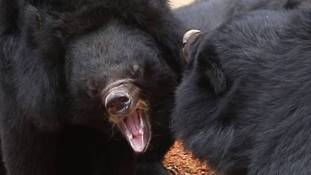 口气攻击！法术暴击999