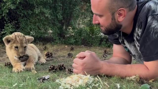 小狮子的松果触发音