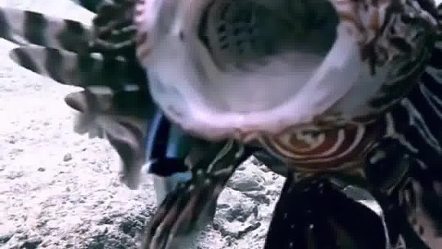 科普二十种潜水时可拍摄的海中鱼类