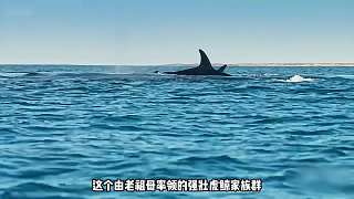 它們無(wú)疑是海洋中最照明的生物之一 (2)