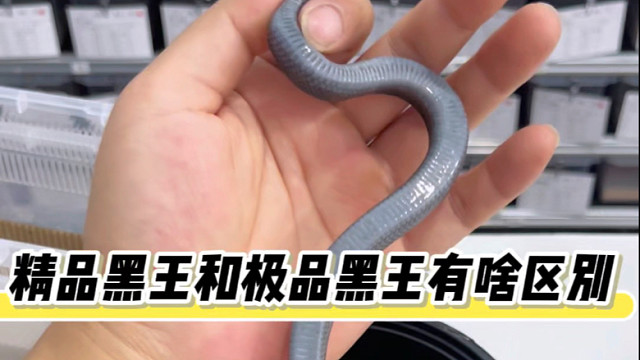 黑王蛇的区别