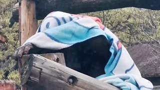 紅山動(dòng)物園，一個(gè)喜歡收集奇葩猴子的動(dòng)物園