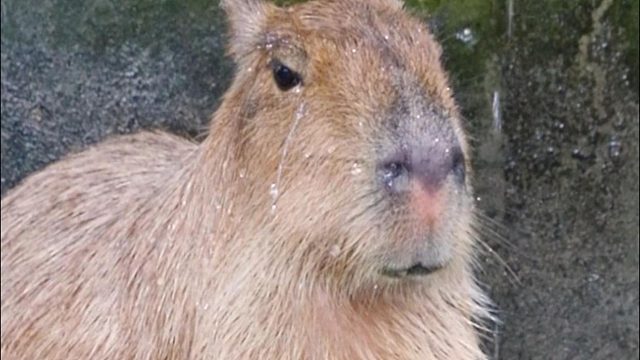 豚豚我呀有心事了