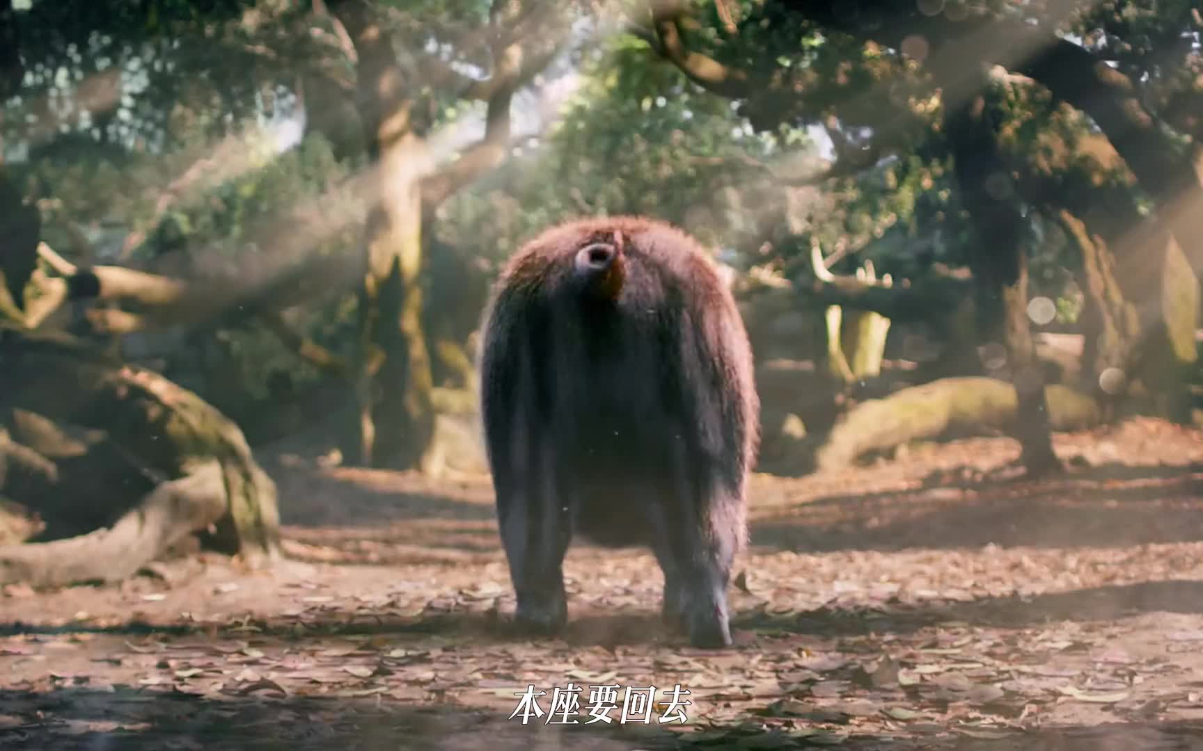 谁家仙君下凡历练变野猪的啊！最后还被嘎了！笑死我了！