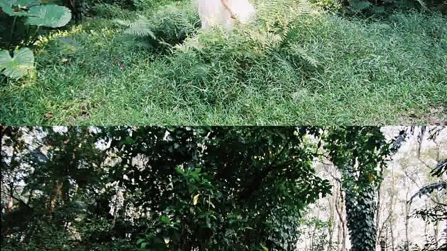 遗落在森林的一只小精灵