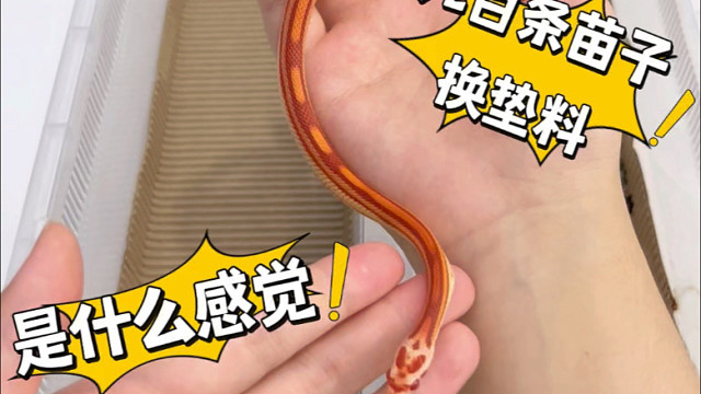 小蛇换垫料超长版