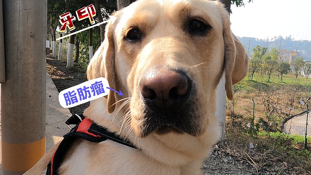 全网寻狗-与我浪迹天涯的狗子，却在我家附近不见了！