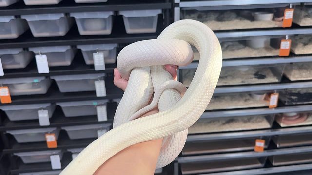 我真不是托！大型蛇这玩意养起来是真的得劲