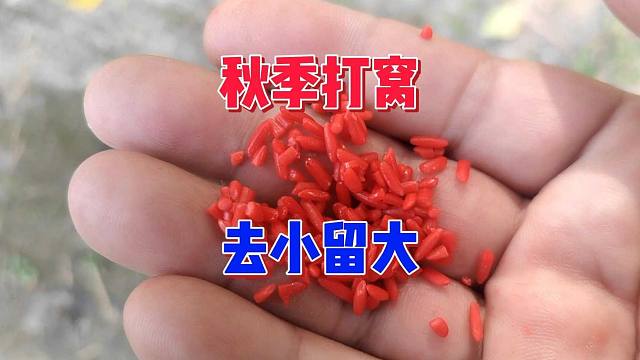 秋季野钓有鱼没口，跟窝料有不小的关系，这样打窝能够去小留大
