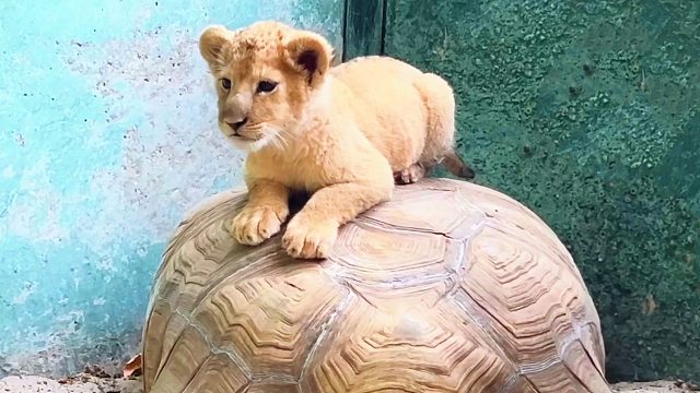 小狮子骑在大陆龟的背上，会害怕吗