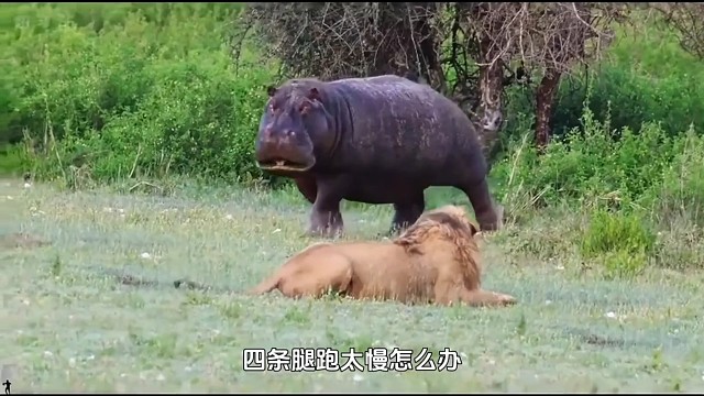 狮子vs河马