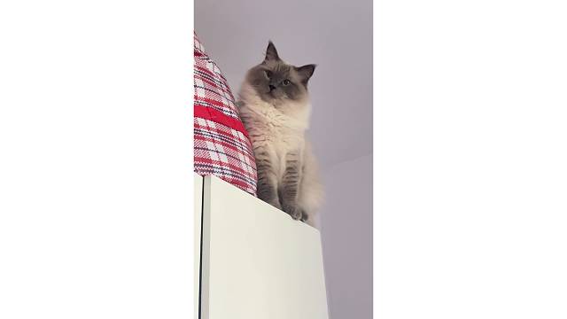 猫猫的脑回路难以理解