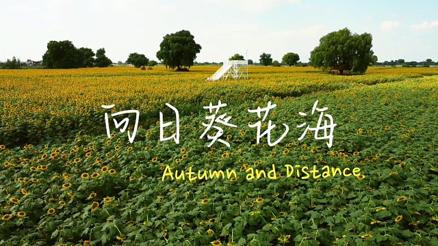 航拍泰州多彩垎岸，向日葵花海映古村，小众地美到心尖上