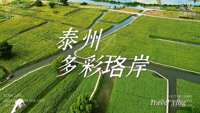 航拍泰州多彩垎岸，邂逅250亩向日葵花海，满目所及都是人间值得