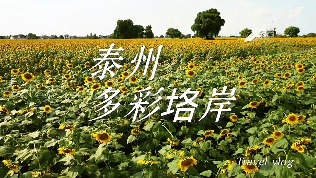 航拍泰州多彩垎岸，金色的向日葵花海很美，藏着最温柔的时光