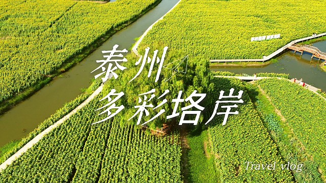 航拍泰州多彩垎岸，向日葵花海拥着古村烟火，这浪漫藏着百年故事