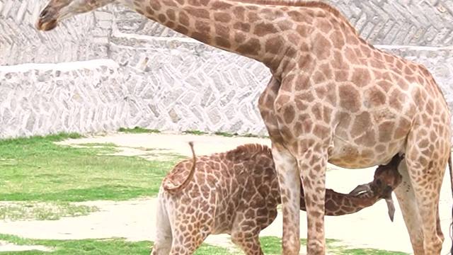 鹿妈：这娃啥时候断奶呀~