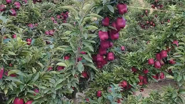 科普十种各异苹果品种，快瞧瞧是否有你没尝过的？