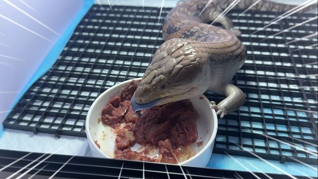 爬宠博主家里究竟养了多少宠物！