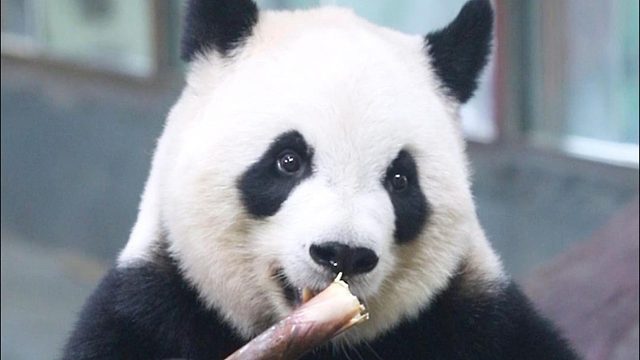 无法拒绝笋笋的诱惑