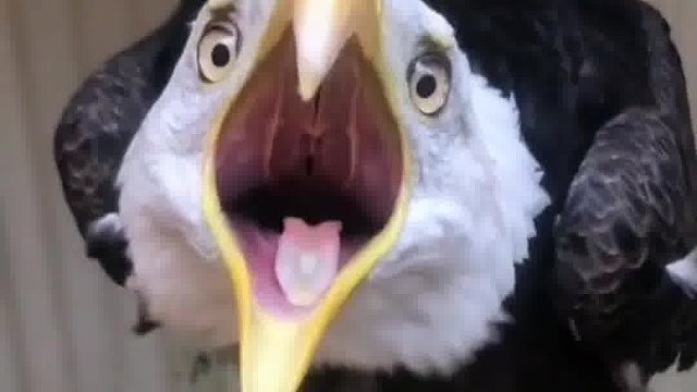 科普十四类不同雕种，快来瞧瞧你识得几类？