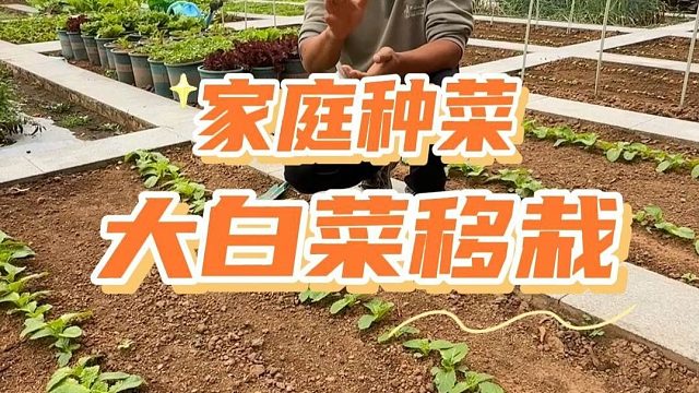 大白菜怎么移栽？#白菜种植