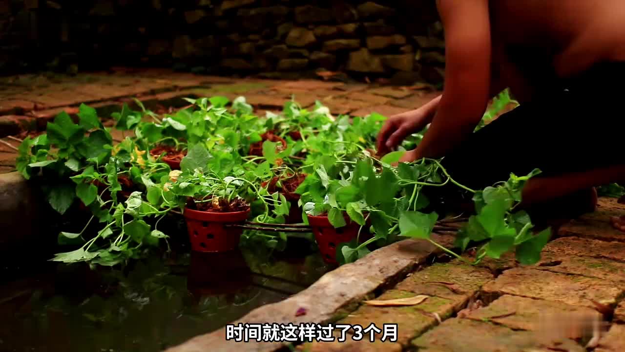 第2集：男人仅凭简单的工具，不仅在野外建造了红砖小屋，而且还建造鱼池养鱼