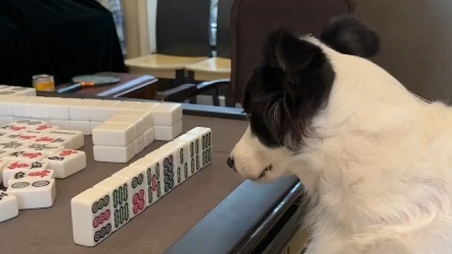 狗狗一切都是跟主人学的