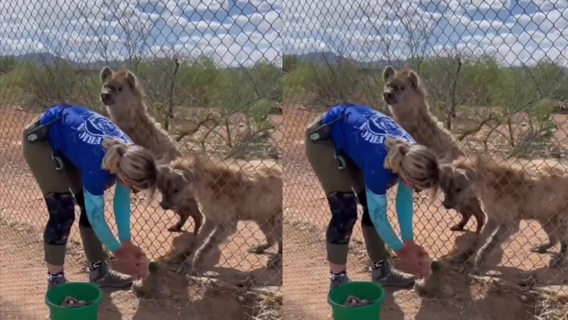这些动物真实的叫声简直恐怖如斯