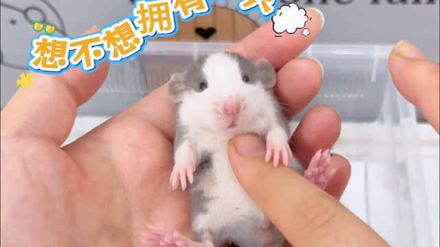 花枝鼠也太萌了