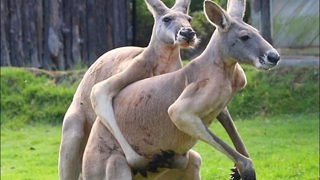 我好想逃~却逃不掉~